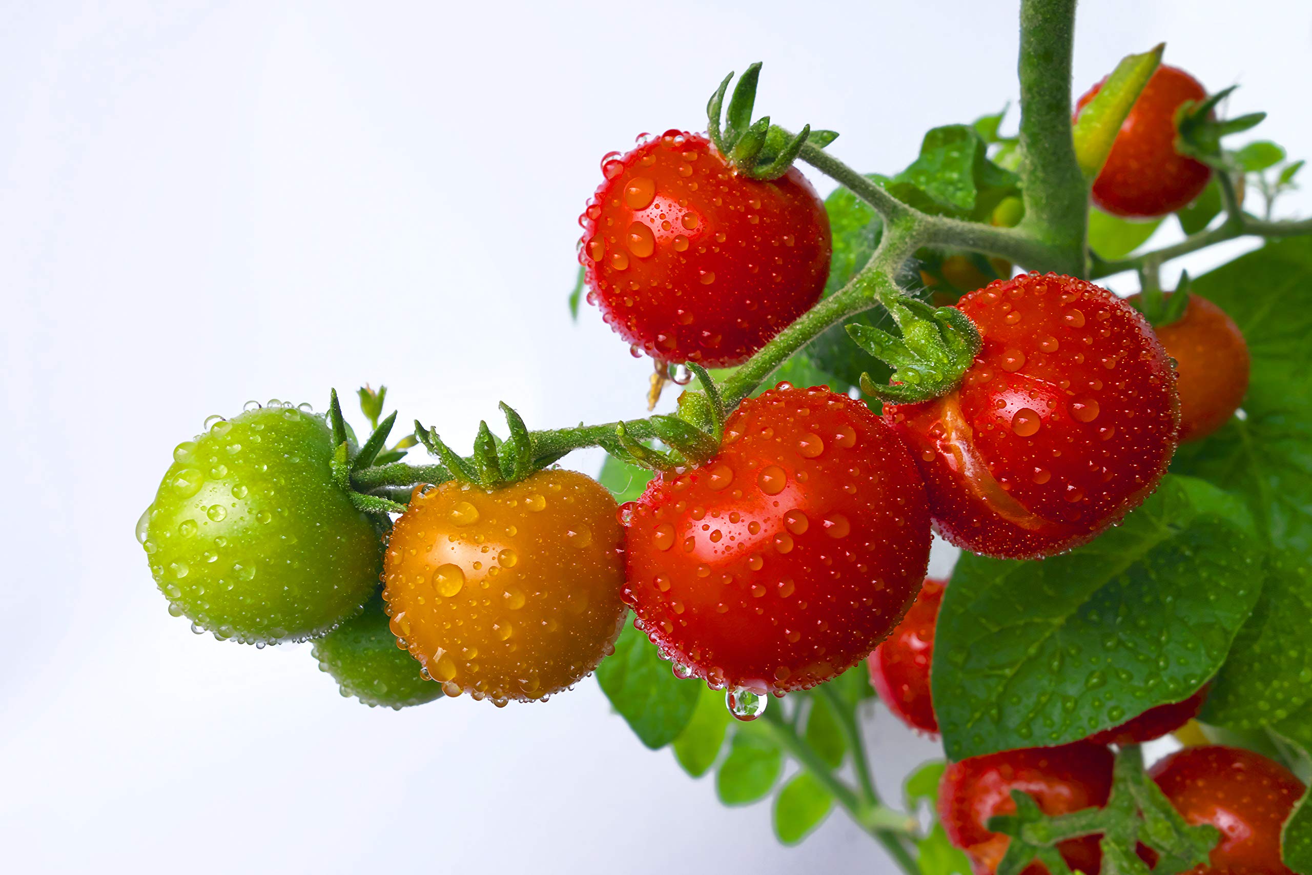 果物 Tom Tomato, Tumbling Tom Yellow , Cherry/Grape Tomato Seeds